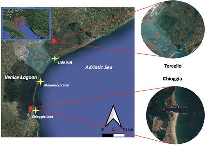 Environmental DNA metabarcoding reveals spatial and seasonal patterns in the fish community in the Venice Lagoon